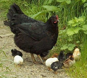 Mother hen and baby chicks