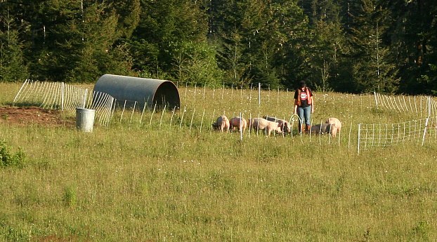 Grass-Fed Pastured Pigs at Norton Creek Farm