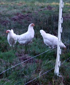FAQ: Simple Electric Fences for Chickens - Robert Plamondon's