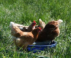 Why free-range and free-run chicken is better for you – Farm Club